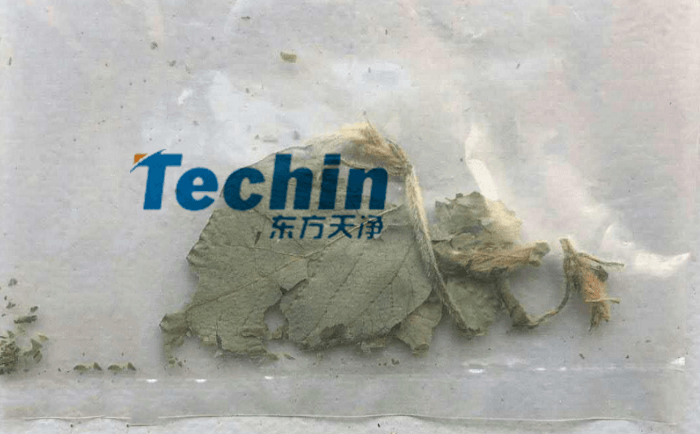 干黄豆叶午夜激情视频网站前